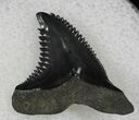 Hemipristis Shark Tooth Fossil - Florida #21326-1